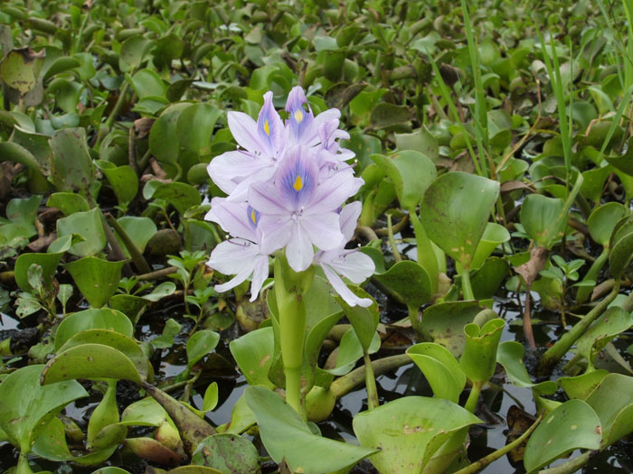 water hyacint_weed_flower_2.jpg